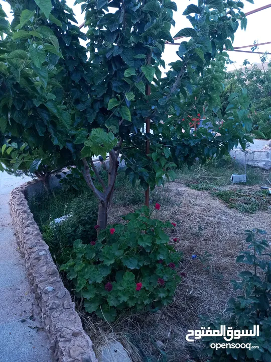 مزرعة وفلة للبيع بموقع ممتاز