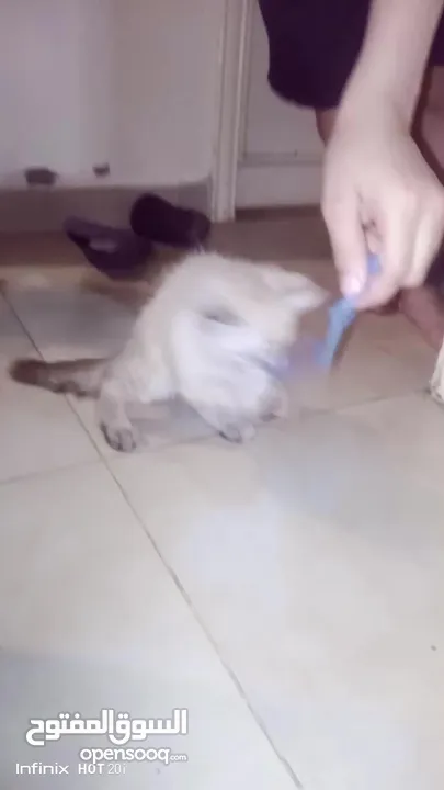 قط هاملاي ذكر للبيع