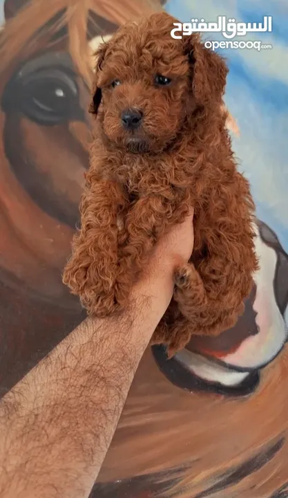 toy poodle T_cup now in Jordan اخر انثى توي بودل بجميع الأوراق