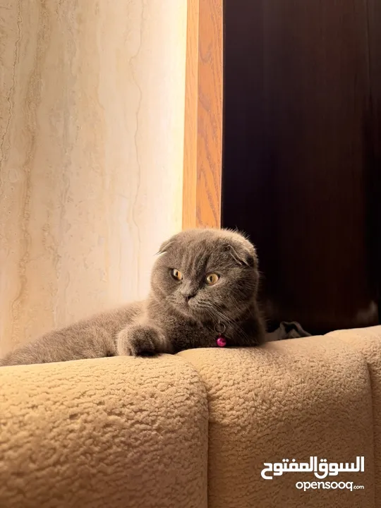 قطة سكوتش 8 شهور