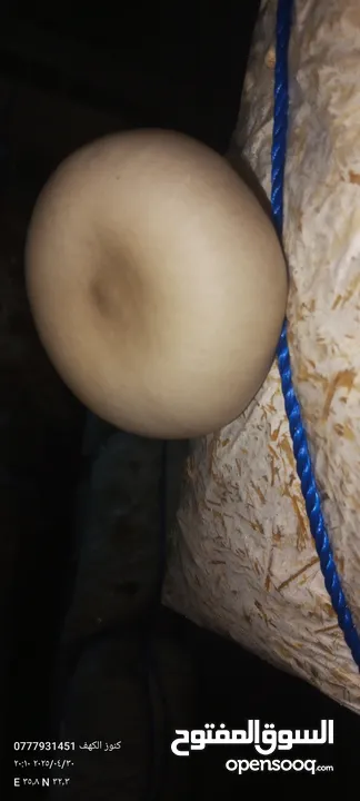 فطر محاري بلدي