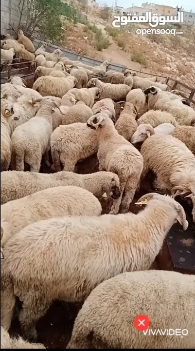 بفضل الله يتوفر لدينا خاروف روماني + خاروف بلدي +عبور بلدي   جميع الوزان