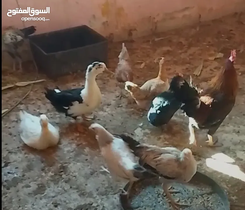 6 جاجات و ديك جاج بياض للبيع سعر جاجه سته ونص و ديك خمسه احكي معي عبر الواتساب