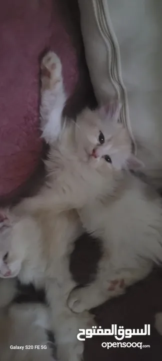 Kitten Shirazi Mix Angora two month  and a half  كيتن شيرازي انجورا العمر شهرين ونص