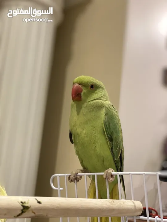 زوج ببغاء الدره الهندي أخضر ذكر و أنثى  Indian green Ringneck parrot pair male and female