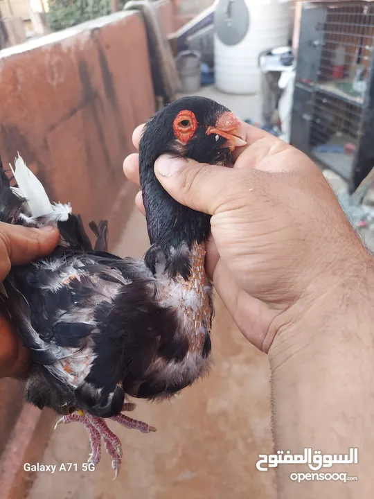 مسود اسود +طيرة يهودية سودة بسعر حرق