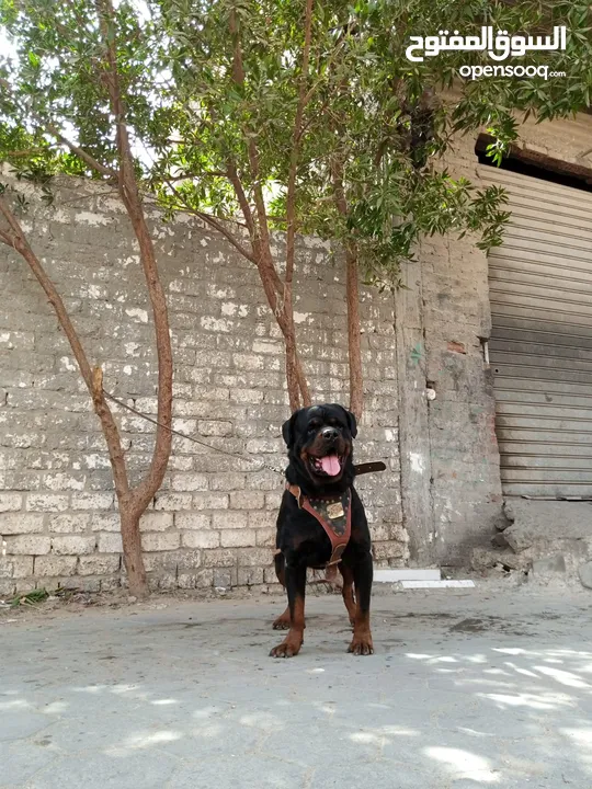 TOMY FOR MATING ROTTWEILER البطل تومي جواز & بيع