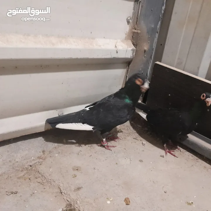 حمام للبيع جواج الجوز 10