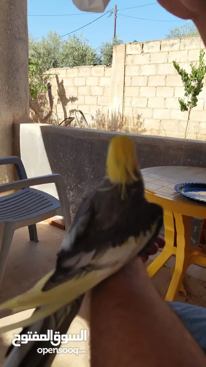 ذكر كوكتيل متكلم شوف الوصف .........................................................................