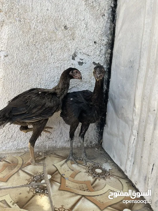 ‏متاح فرختين بناديق أذناب مستواهن الصلاة على النبي للبيع او للبدل علا طيورالموقع عجلون قرية سفينه