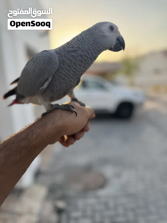 كاسيكو سوبر جامبو 5 شهور