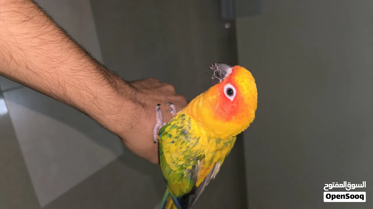 صن كنيور اليف جدا و لعوب للبيع لعدم التفرغ