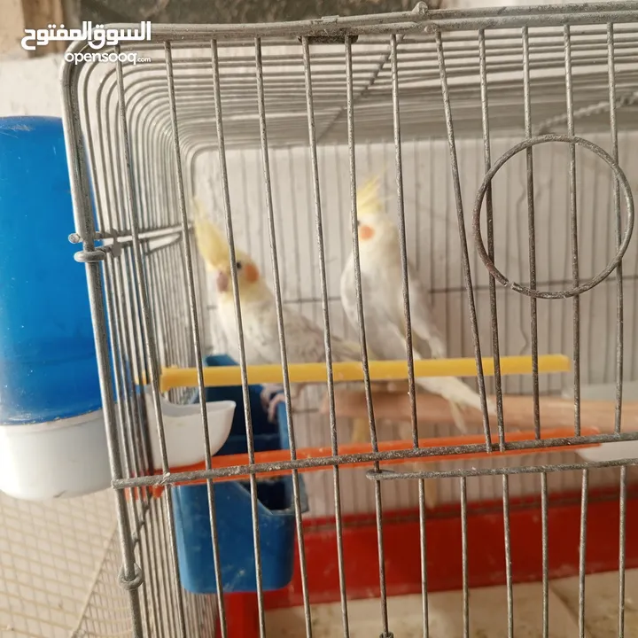 حبتين كوكتيل.   وما بعض..وهاديات مع قفص اربع معالف