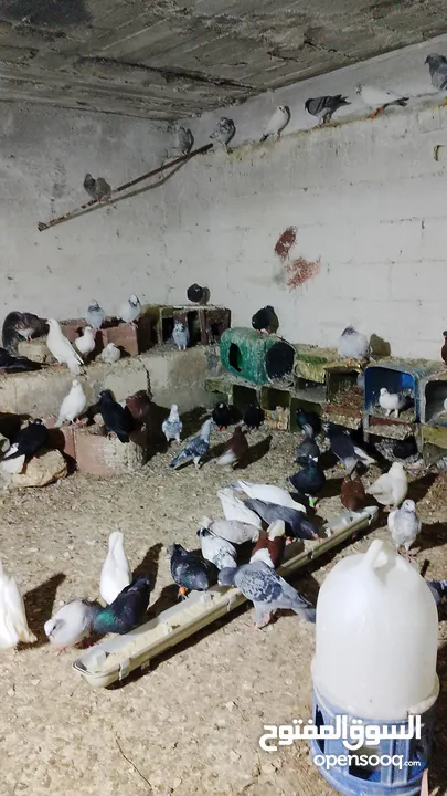 حمام للبيع اجنبي اجواز وفي بلدي اكمن حبه مشكل مشاء الله يطرح البركه لاصحاب النصيب