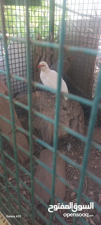 حجل للبيع ذكور عدد2 واحد ابيض  واجد بلدي