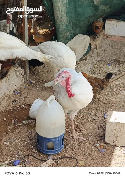 حبش ابيض للبيع