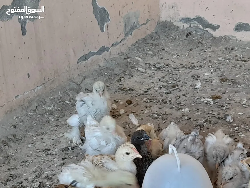 صيصان براهما مستويات عالية