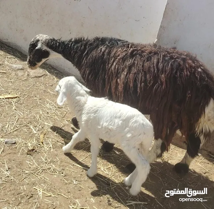 جاعدة عمانية تحتها كبش رويان حليب الجاعده راهيه وصغيرت سن 