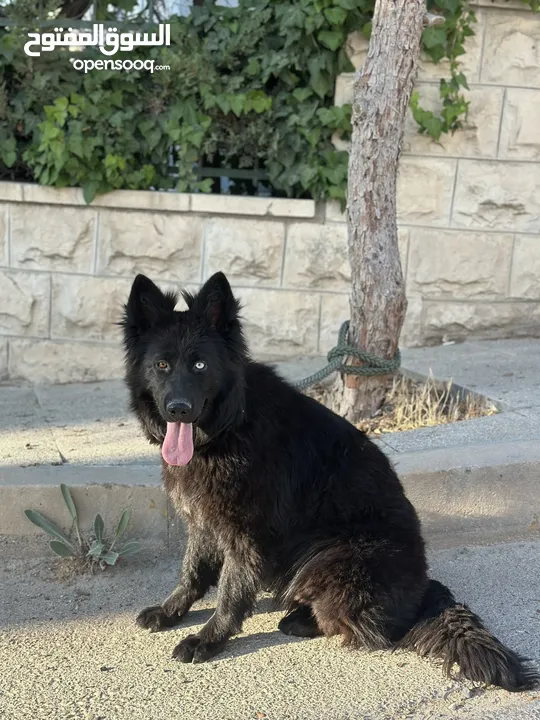 انثى رويال بلاك Female German Shepard Royal Black 10 months