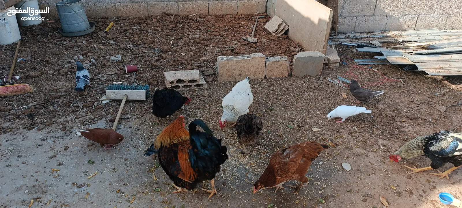 دجاج للبيع
