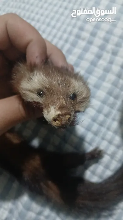 حيوان mink محنط الحيوان نادر