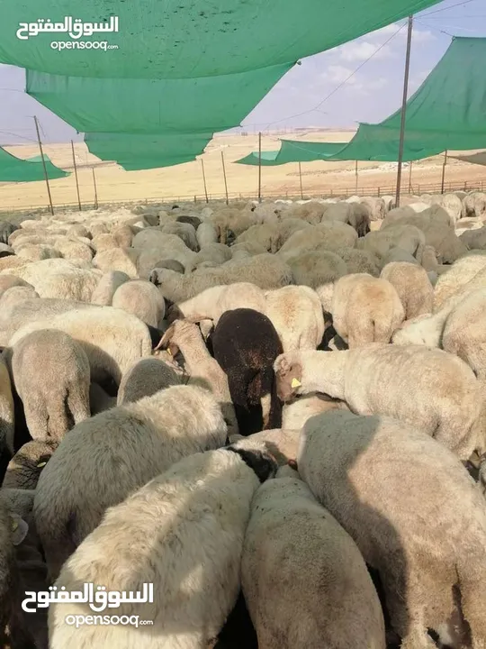 اضاحي عجول وغنم لبيع