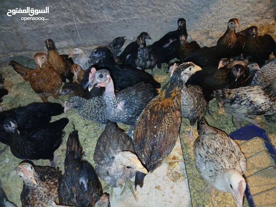 فرخات عمر 3 شهور وشهرين ونص
