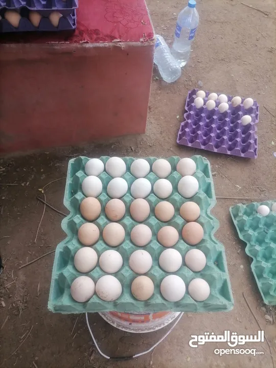 دجاج الكوشن والبولش والفرنسي  السمان الصيني والعادي ويتوفر بيض لجميع الانواع