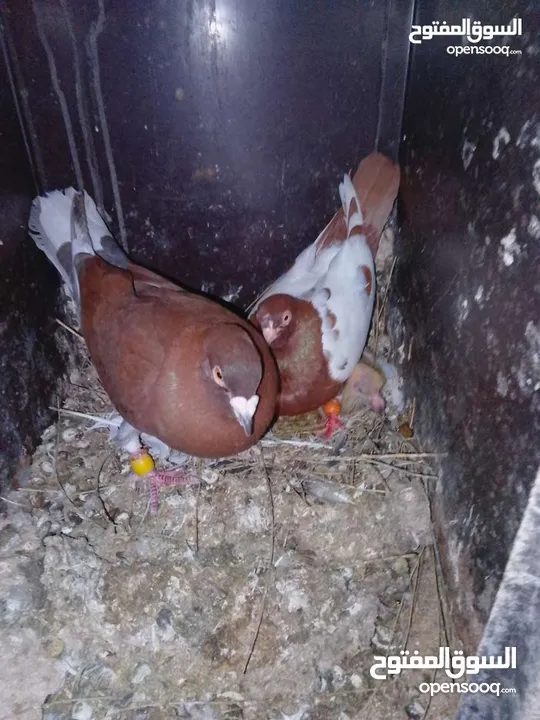 جواز تحظين