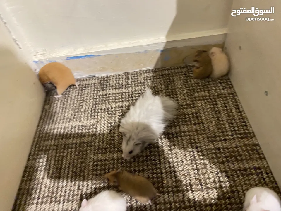 hamster هامستر للبيع عدد 7