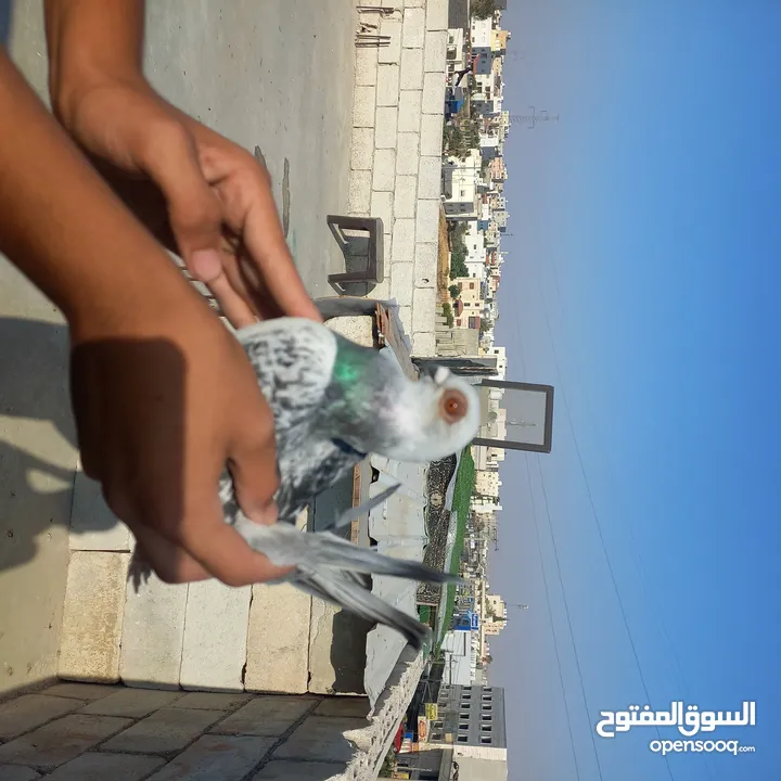 حمام كش  نضيف
