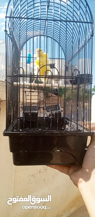 طيور للبيع