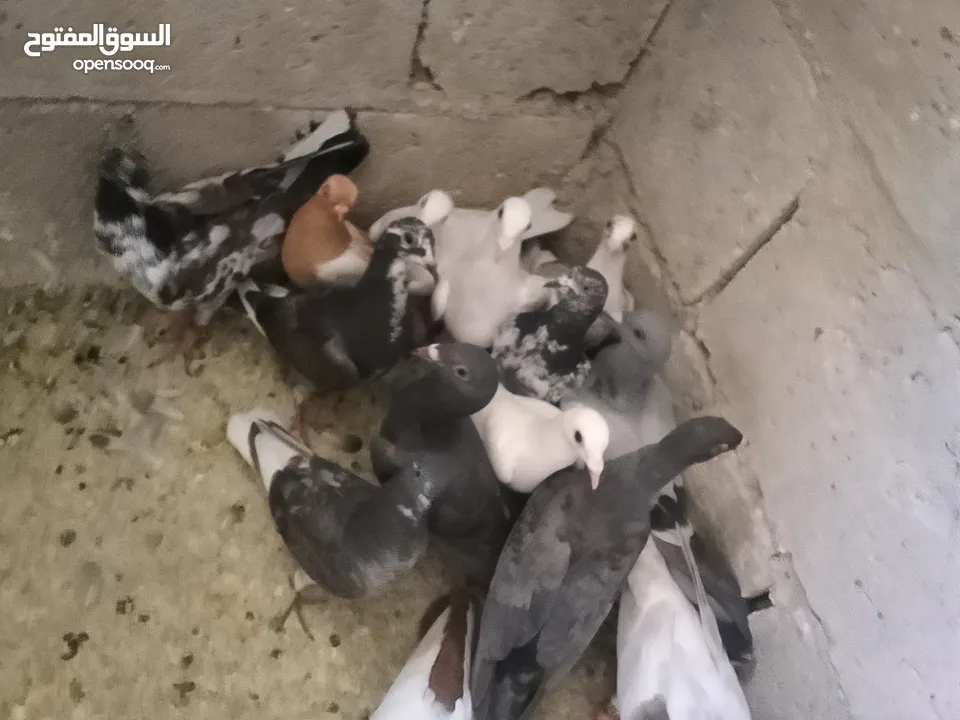 حمام فرخ 20 طير  كش