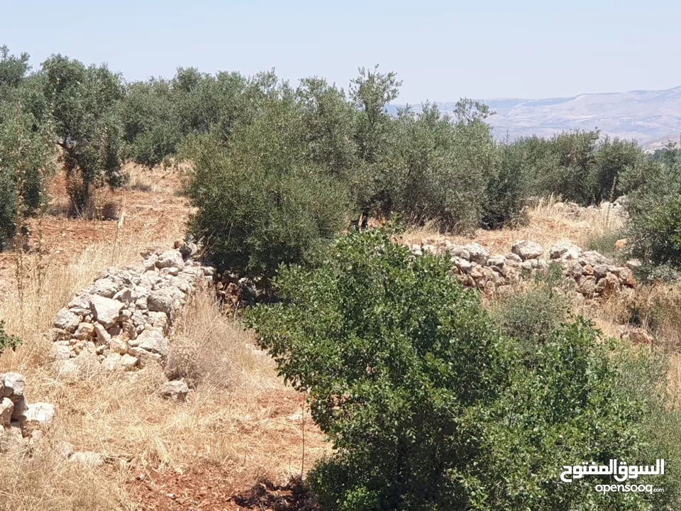 ارض 6 دونمات مزروعة زيتون في الصبيحي سعر مغري 100000 قرب التنظيم