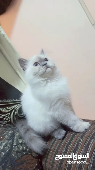 انثى شيراز هملايا عمر شهرين وذكر هملايا اورانج عمر 3شهور