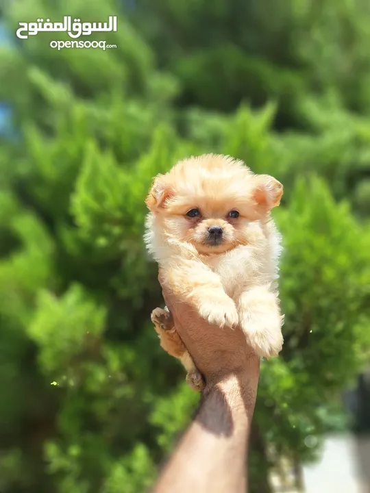 بومارينيان تيكب أصغر حجم مستوى عالي جدا pomeranian t_cup