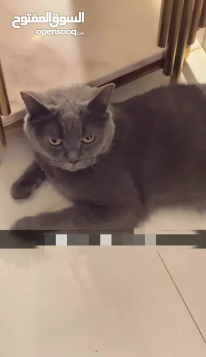 قط للبيع بريطاني