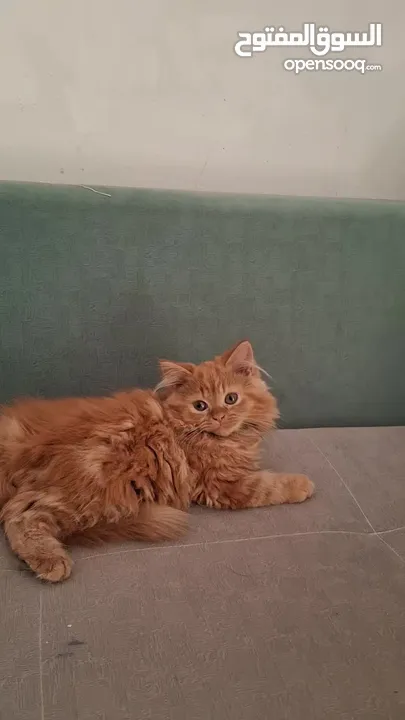 urgent sale!!!! Pure Persian 2 and half months Old in cheap price