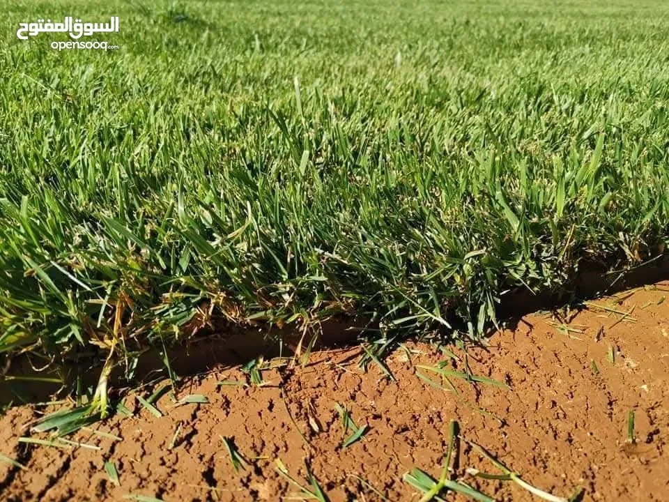 نجيل طبيعي m5 نخب أول و نجيل دايكوندرا أمريكي نخب أول
