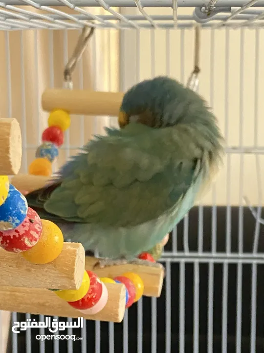 بيع طير اللوف بيرد-lovebird - طير الحب - لون أخضر - لطيف و أليف جدا -