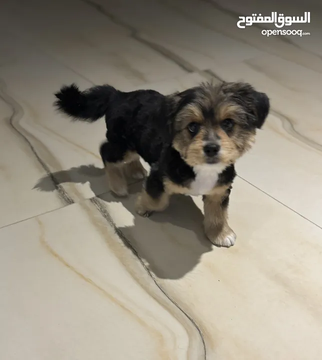 Male Yorkie 3 months