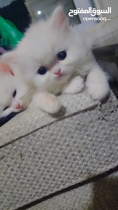 Available kittens for sale high quality breed Cats (Silver British breed & Scottish straight breed.)