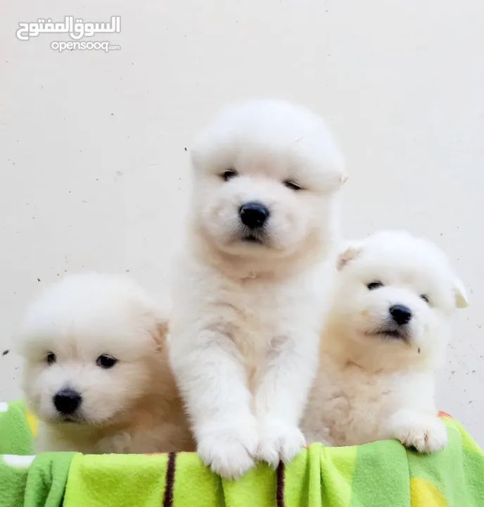 جرو سامويد سلالة نقية إنتاج محلي  pure breed samooed puppies