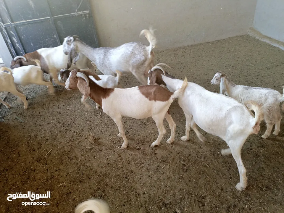 ماعز خليط موجود كمية