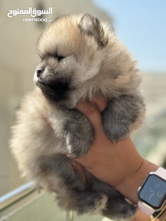 Pomeranian male for sale