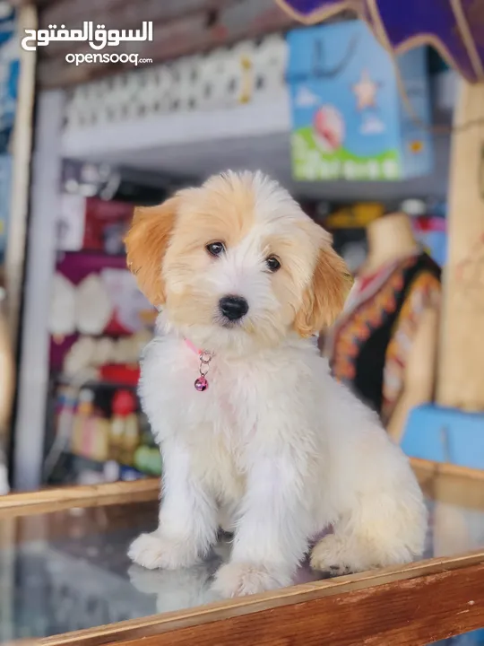 Maltese للبيع بثمن مناسب