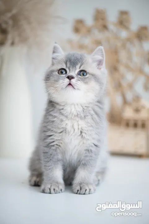 British shorthair kittens Pure Breed Top Quality