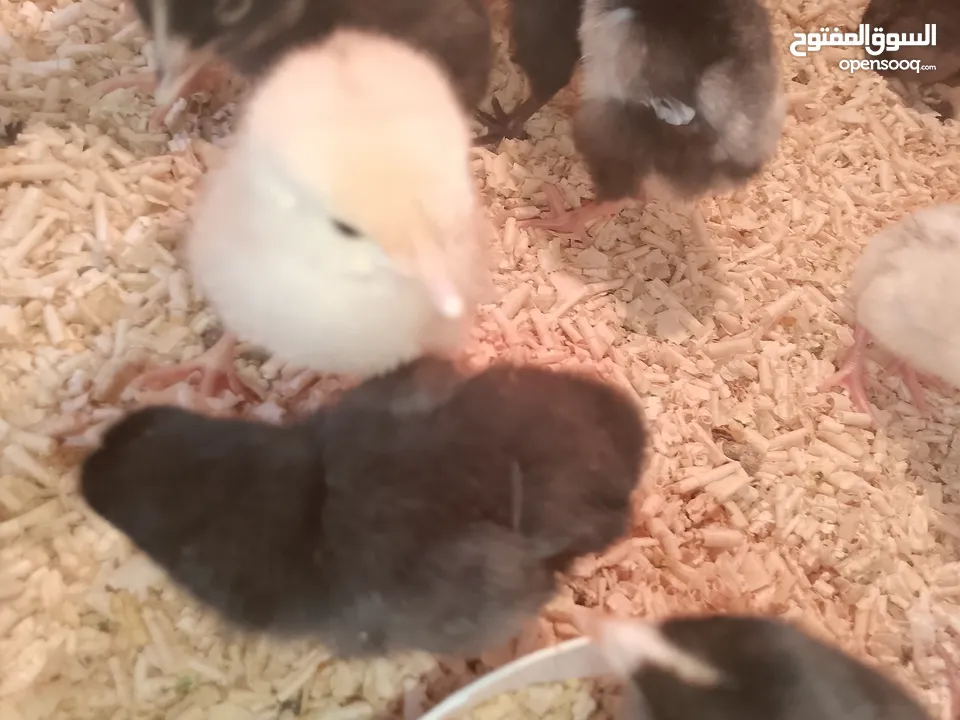 صيصان بلدي للبيع صحه نظيفه