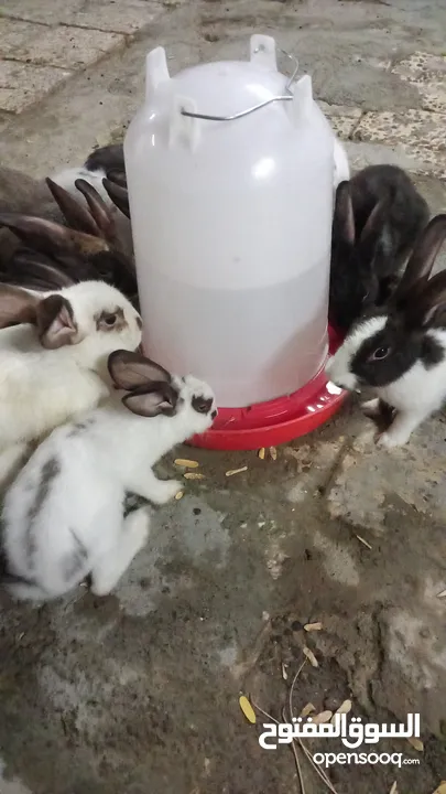 Rabbit for sell Holandi 30.darhim each we have 25 pice