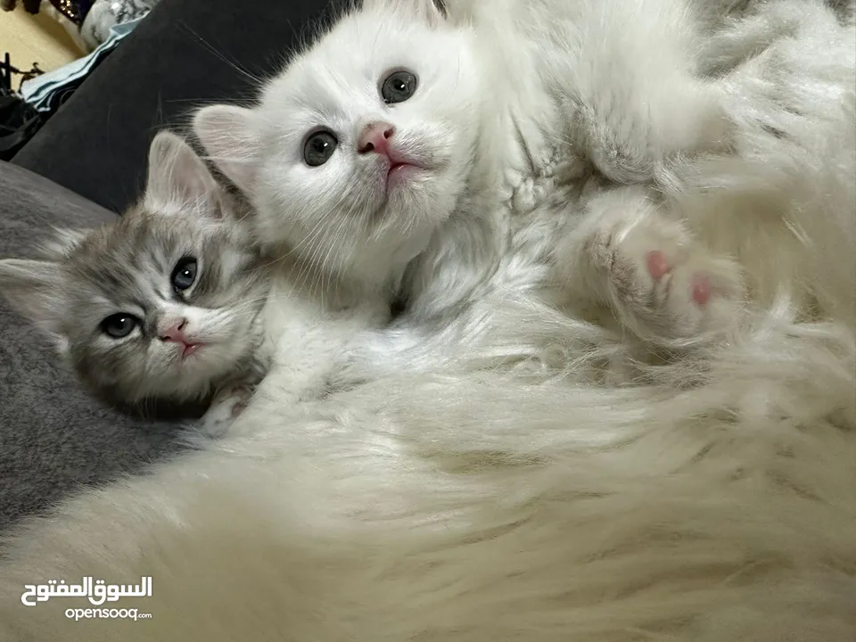 شيرازي بيور للبيع بسعر مغري